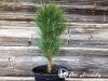 Pušis juodoji ,Scholz' (lot. Pinus nigra)
